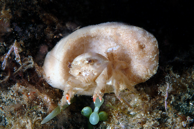 Dromia personata